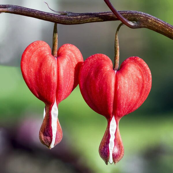 Bleeding Heart flowers