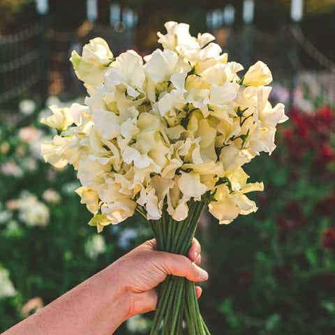 Sweet Pea flower seeds, Sweet Pea seeds
