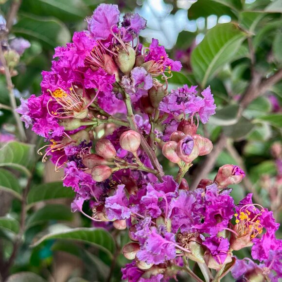 Crape Myrtle Flower Seeds