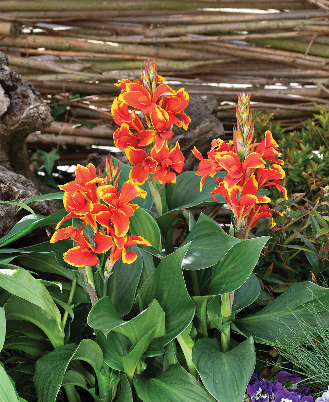 Canna Lily Flower Seeds