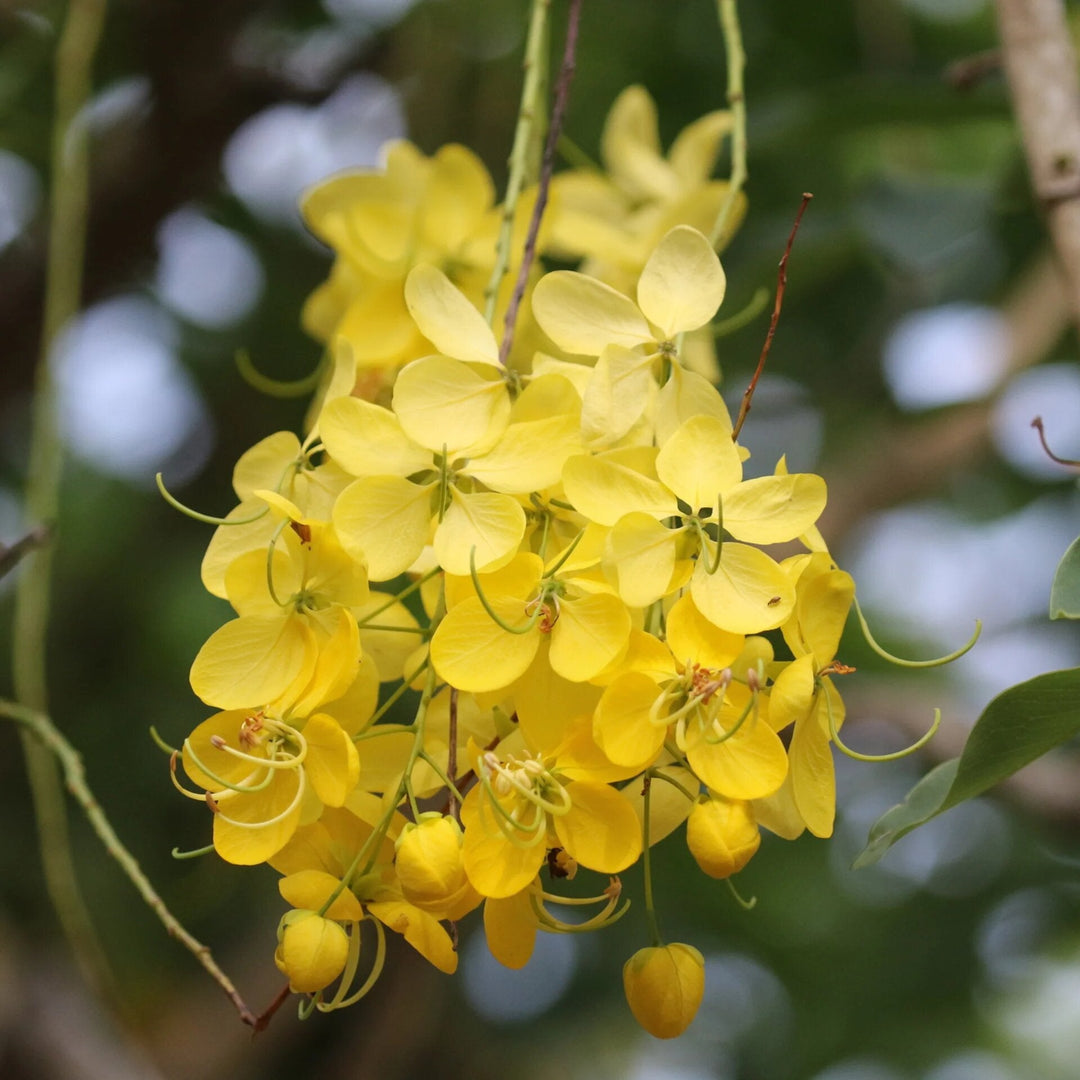 Cassia Flower Seeds