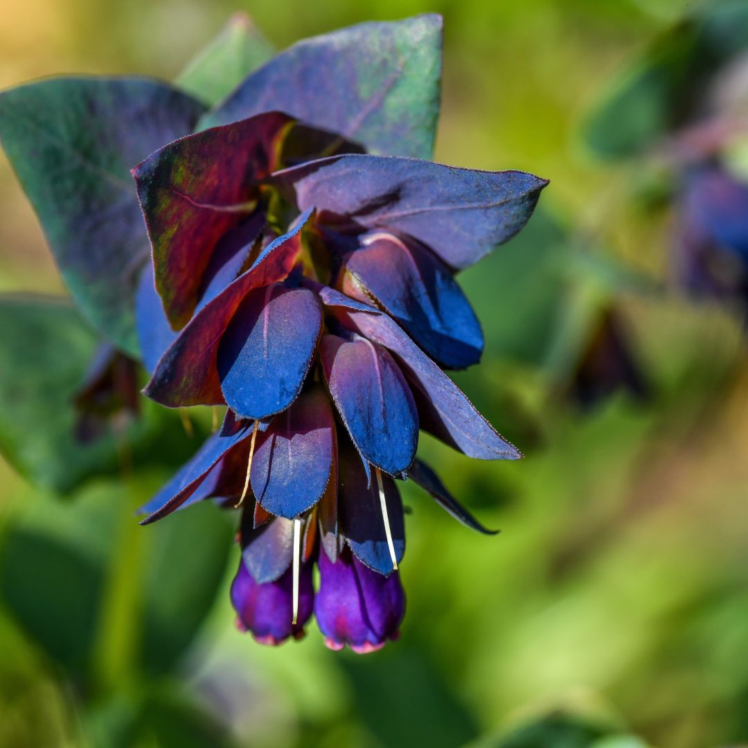 Cerinthe seeds