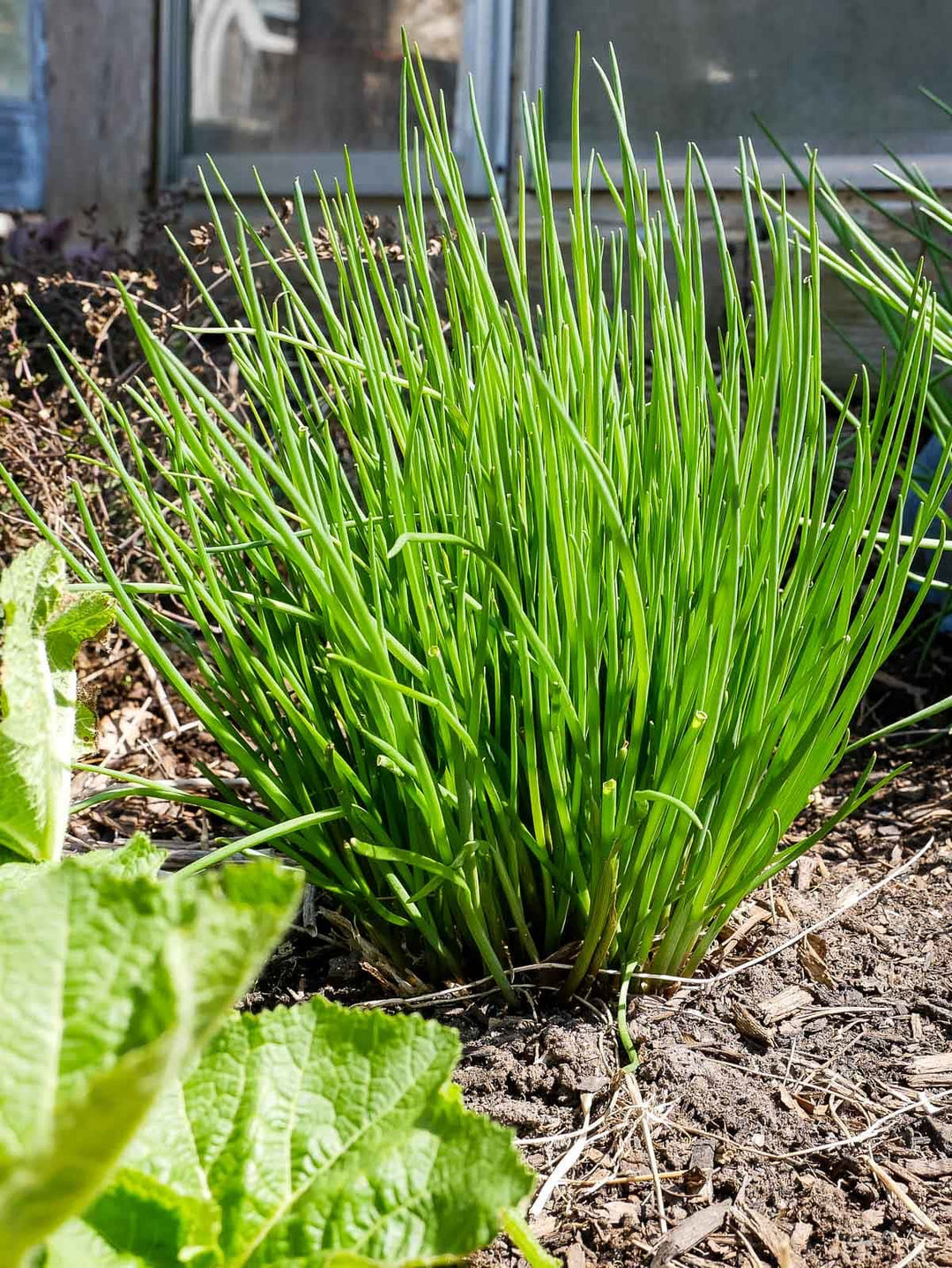 Chives Herb Seeds 