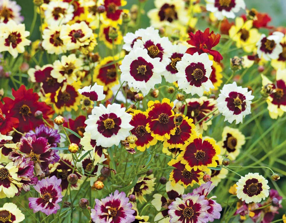 Coreopsis Flower Seeds