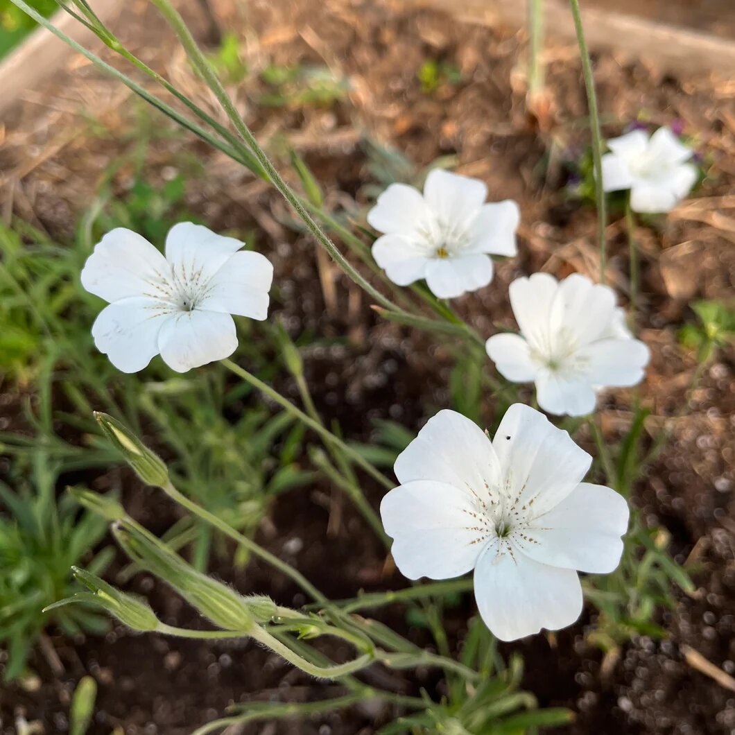 Corncockle seeds