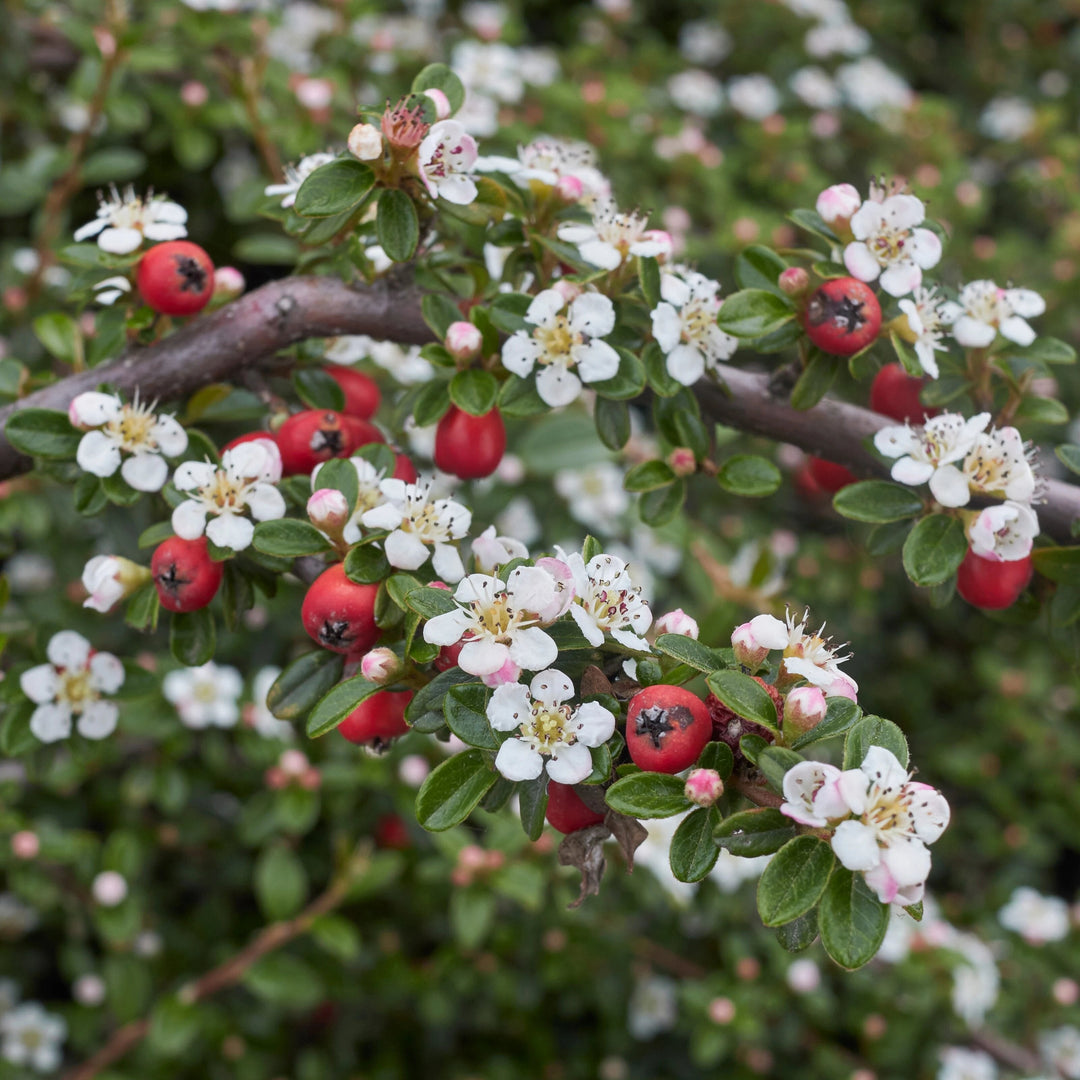 Cotoneaster seeds