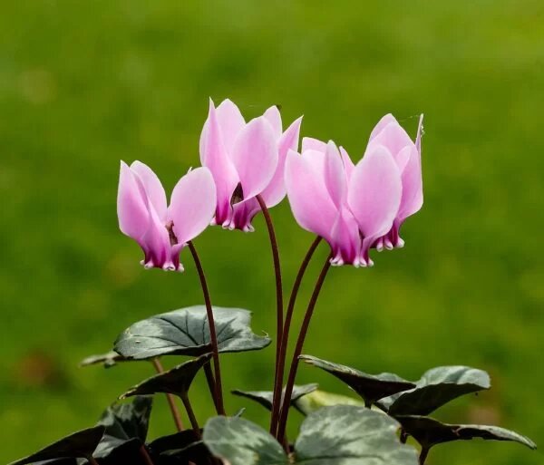 Cyclamen Flower Seeds