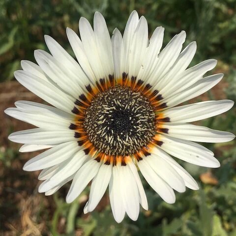 Garden Seeds