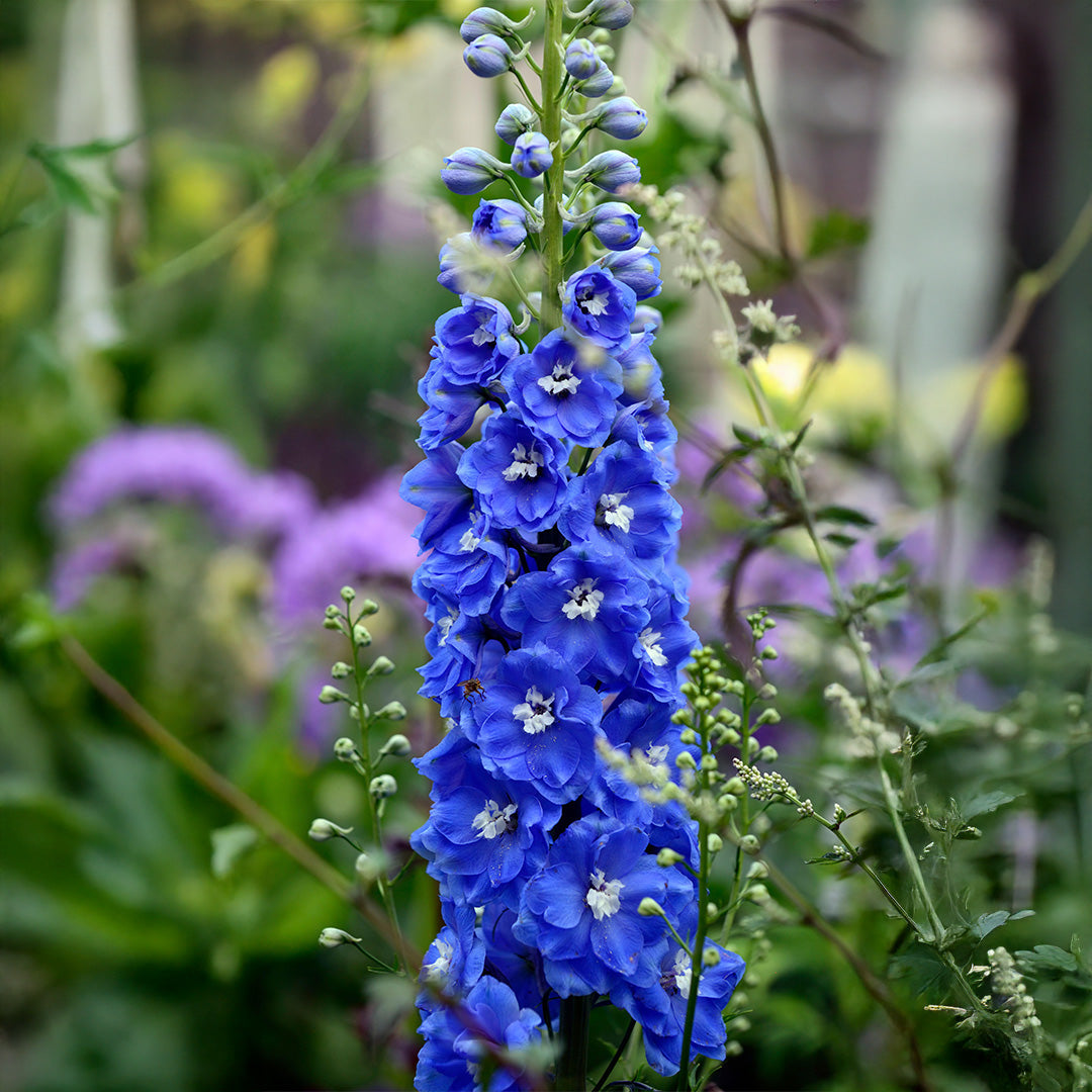 Delphinium Flower Seeds