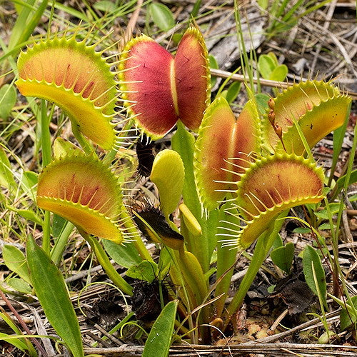 Carnivorous Flower Seeds