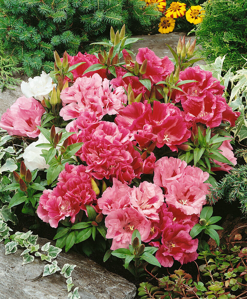 Clarkia Flower Seeds