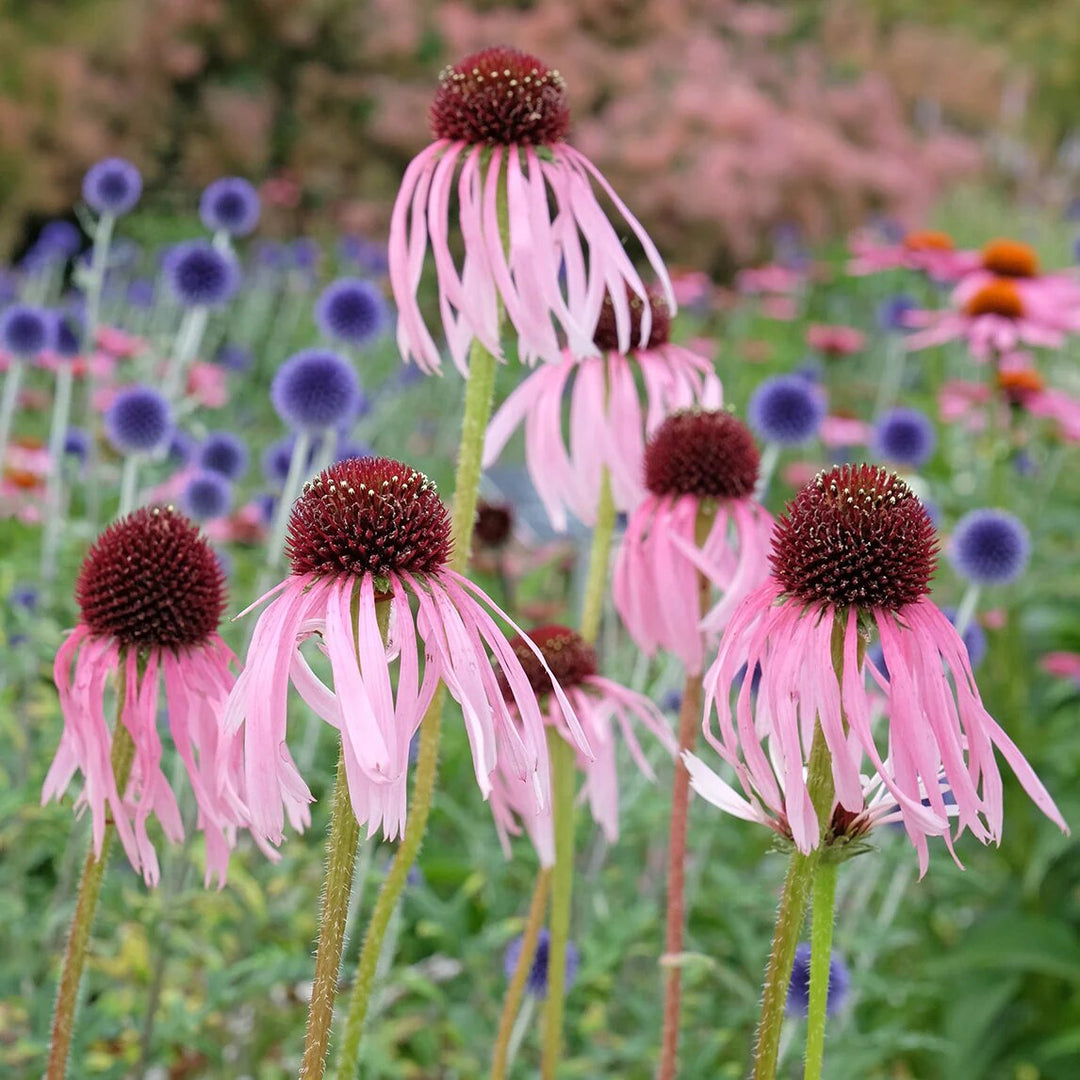 Echinacea Flower seeds