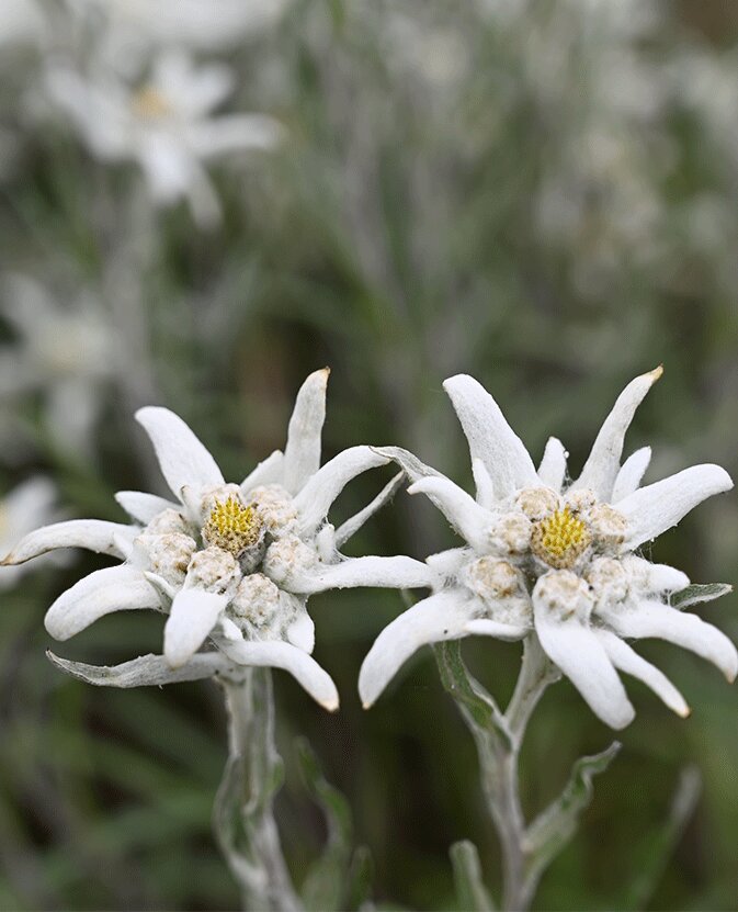 Edelweiss Flower Seeds