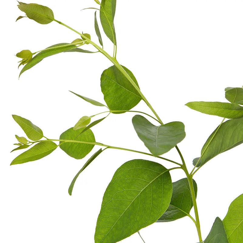 Citriodora Plant Seeds