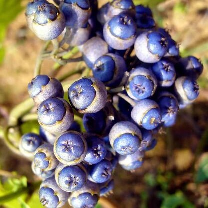 Febrifuga Fruit Seeds