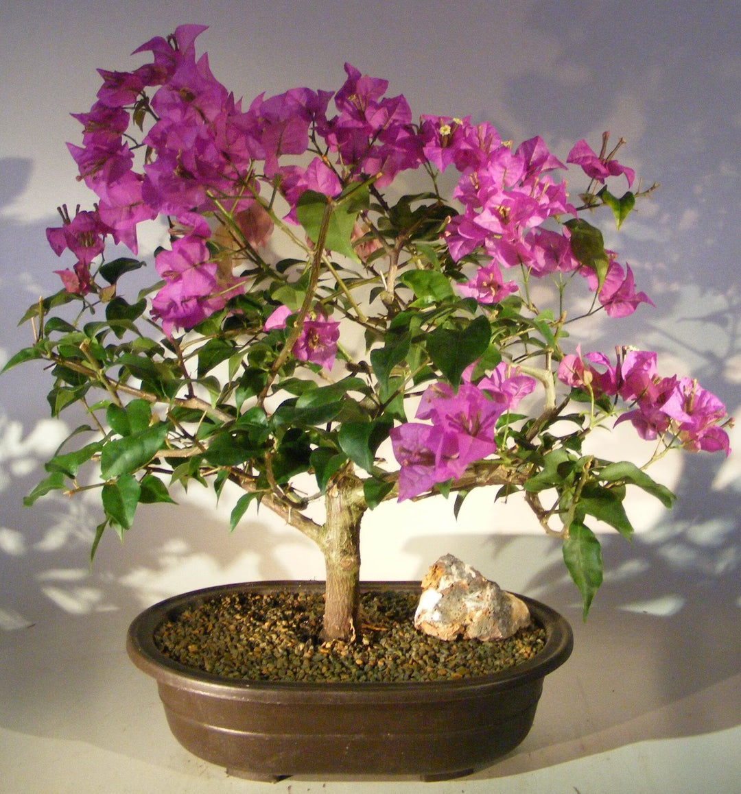 Bonsai Seeds