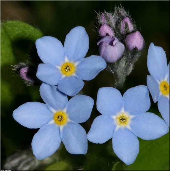 Forget-Me-Not Flower Seeds