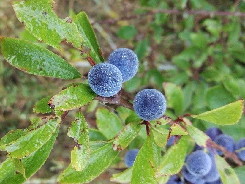 Blackthorn Fruit Seeds