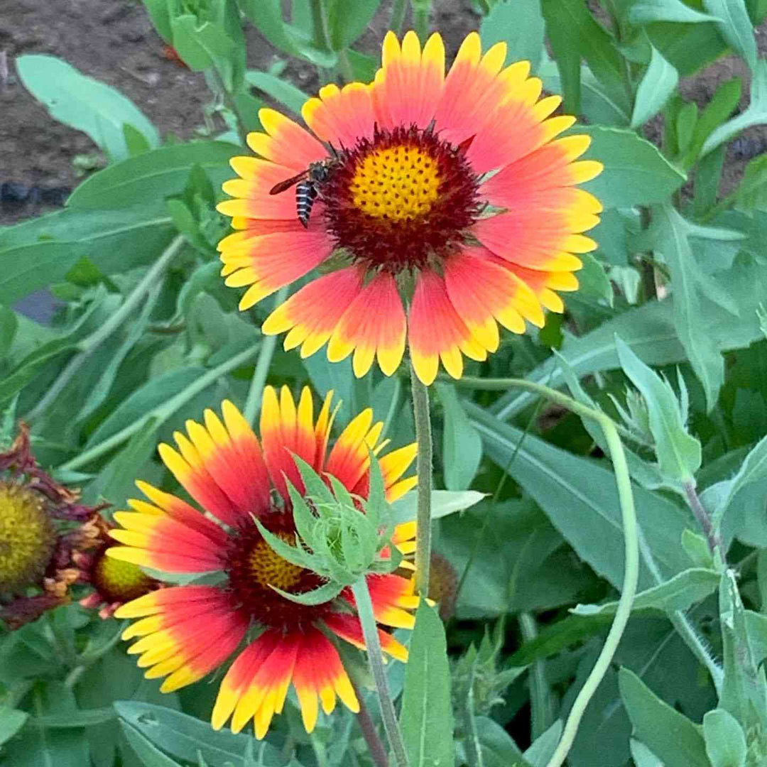 Blanket Flower Seeds