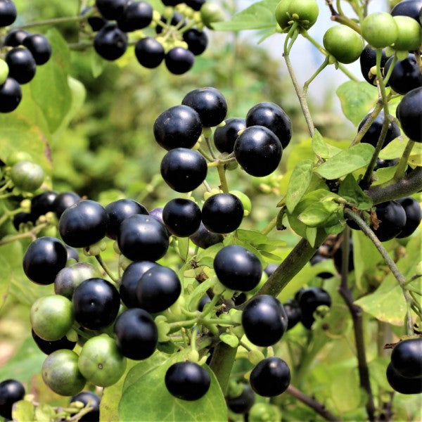 Huckleberry Fruit Seeds