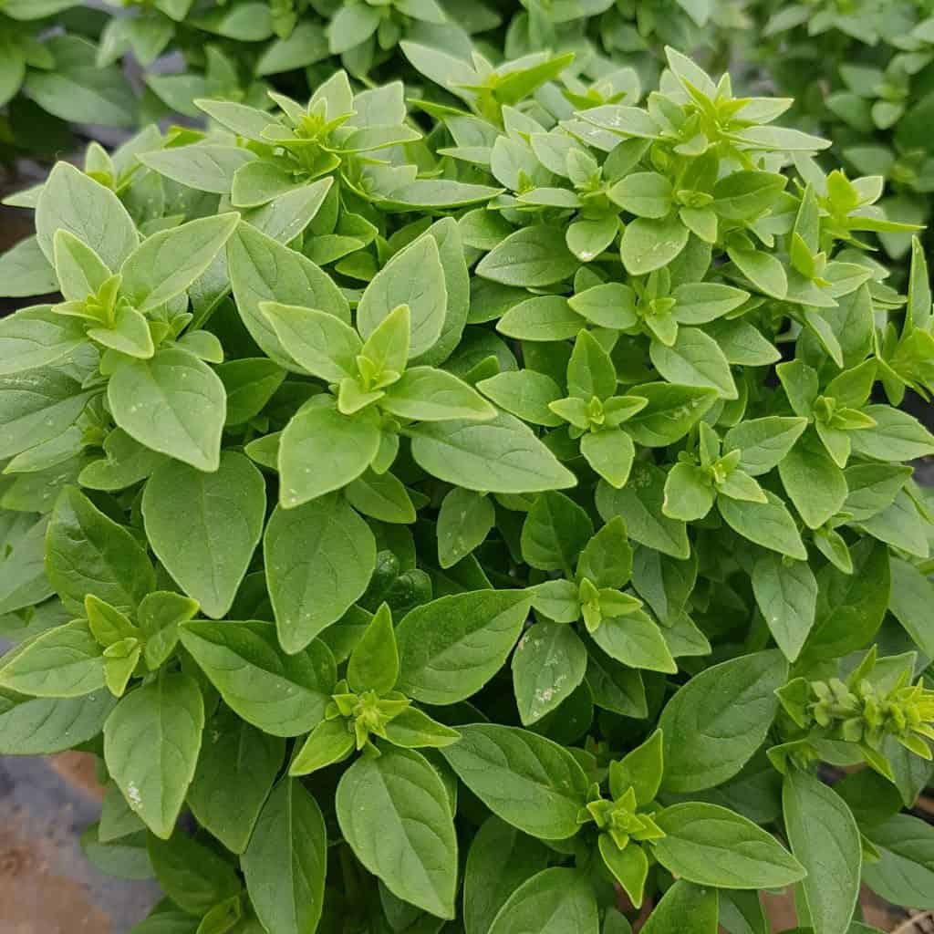 Greek Basil Seeds