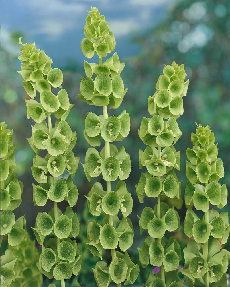 Bells of Ireland Flower Seeds