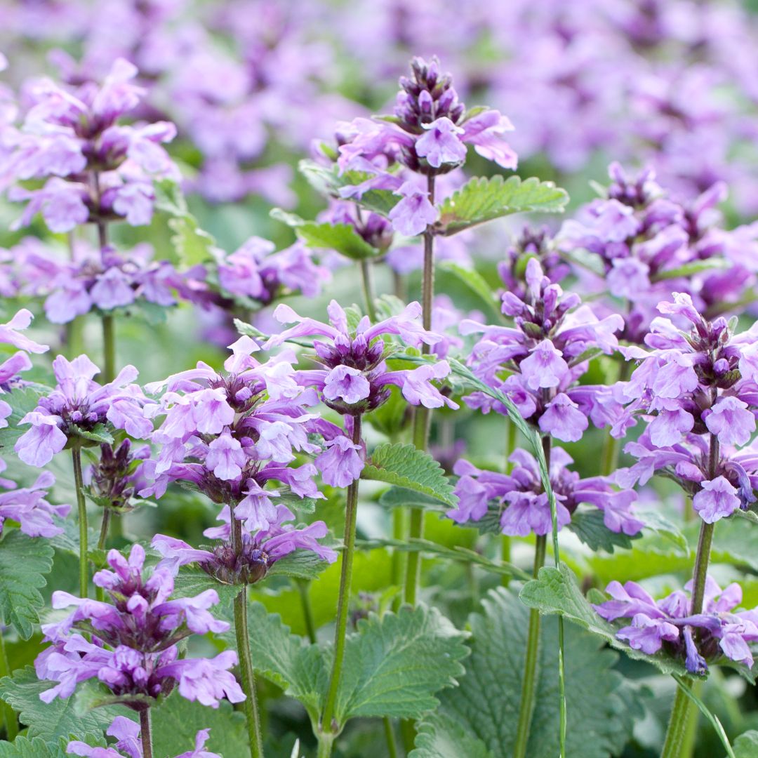 Catnip Flower Seeds