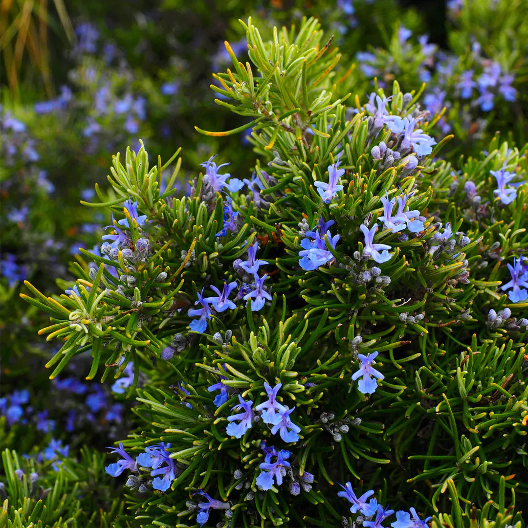 Rosemary seeds