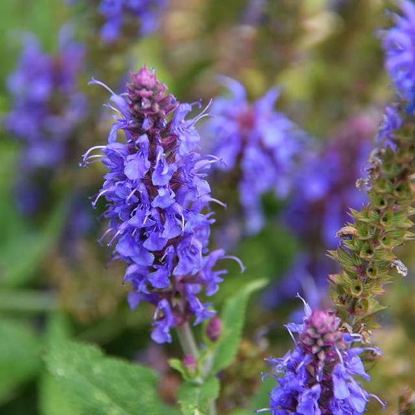 Hyssop flower seeds