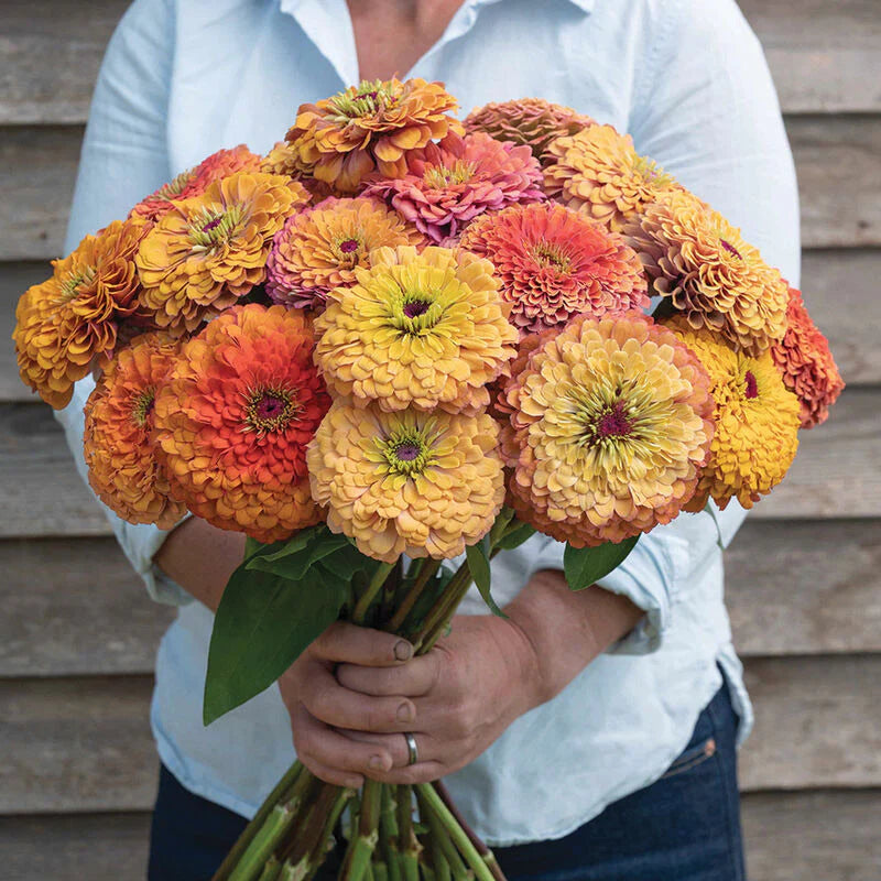 Zinnia Seeds, Zinnia flower Seeds