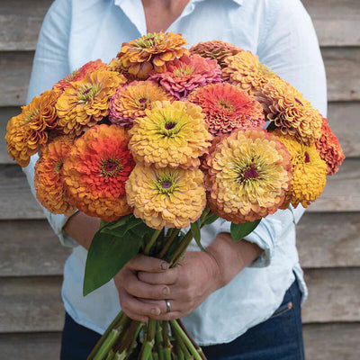 Zinnia Seeds, Zinnia flower Seeds
