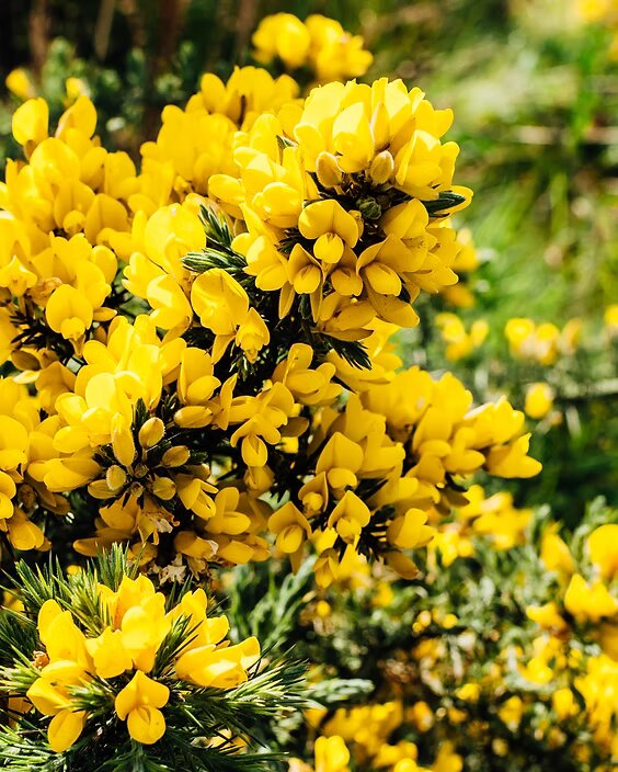 Gorse Seeds