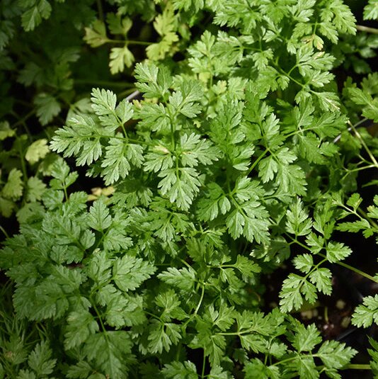 Chervil Herb Seeds