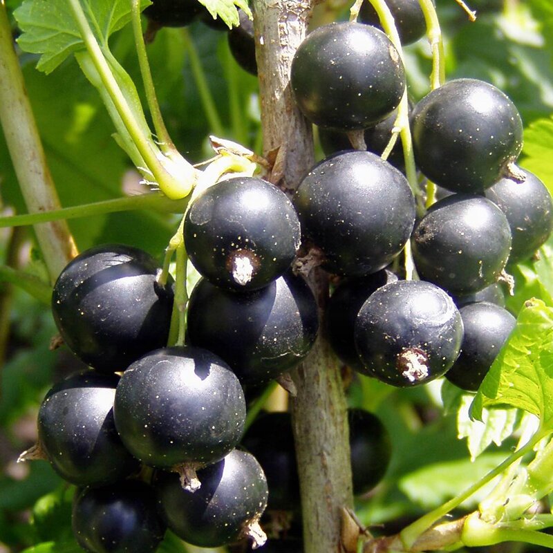 Jostaberry Fruit Seeds
