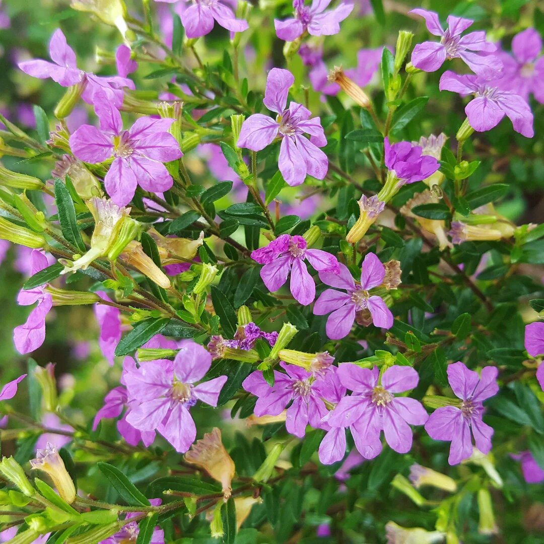 Mexican Heather Flower Seeds