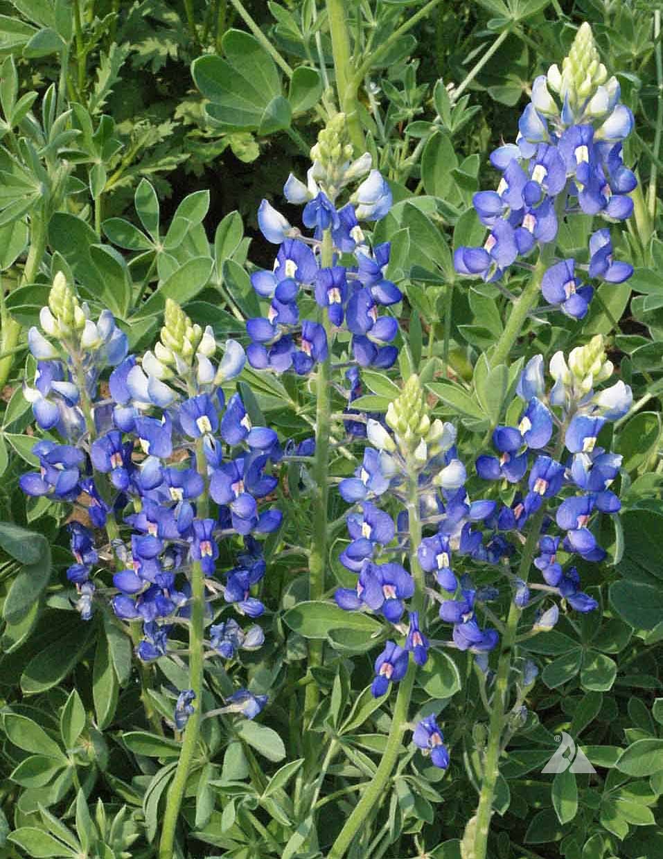 Bluebonnet flower seeds