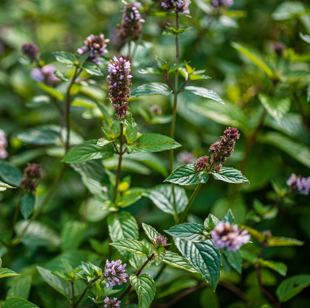 Chocolate Mint Herb Seeds