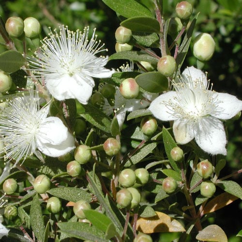 Myrtus communis flower seeds