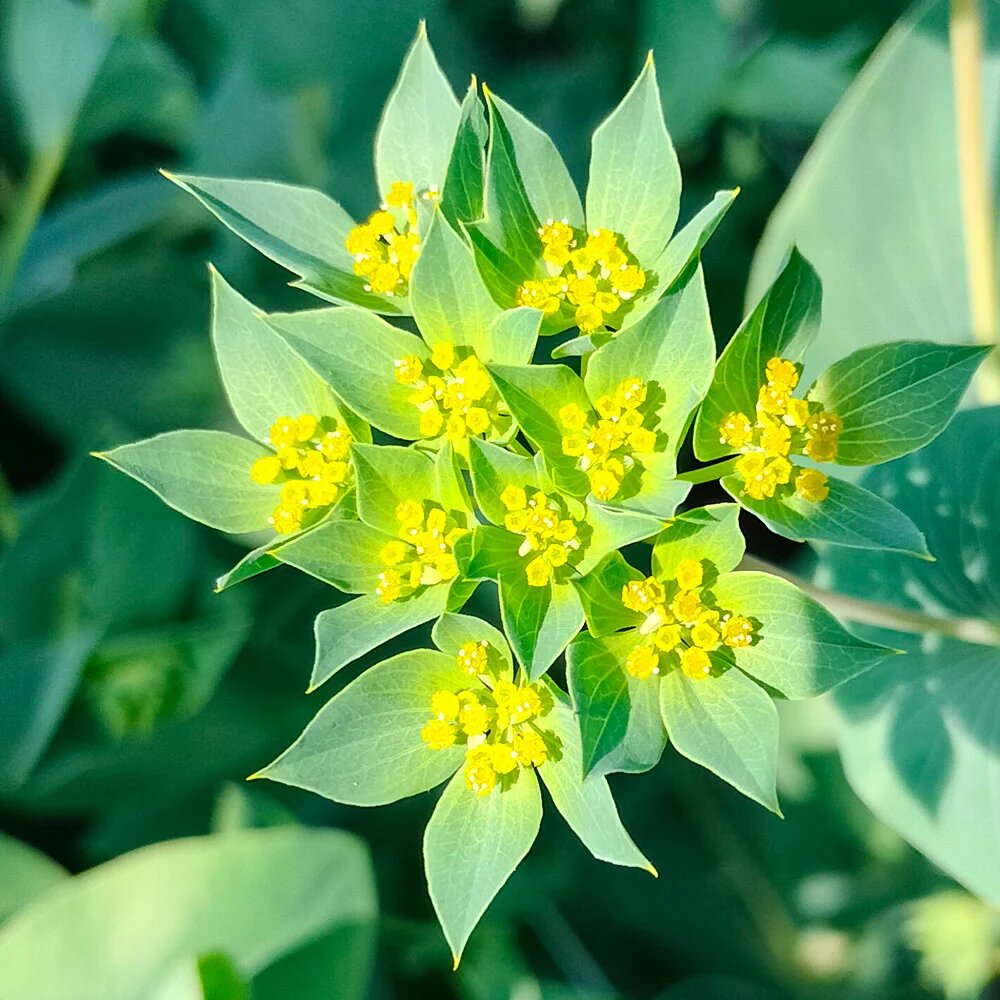 Bupleurum Flower Seeds