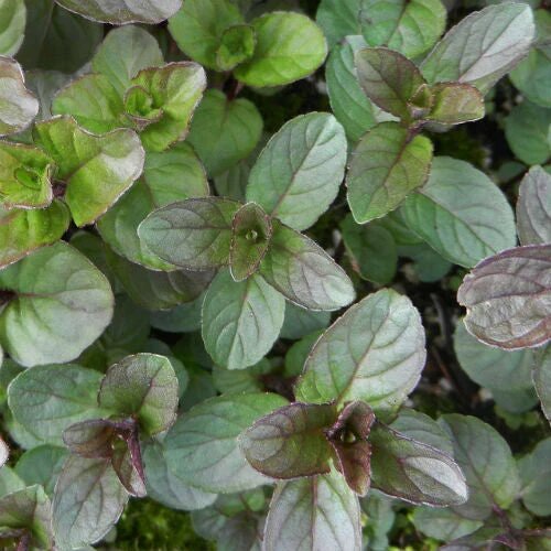 Garden seeds