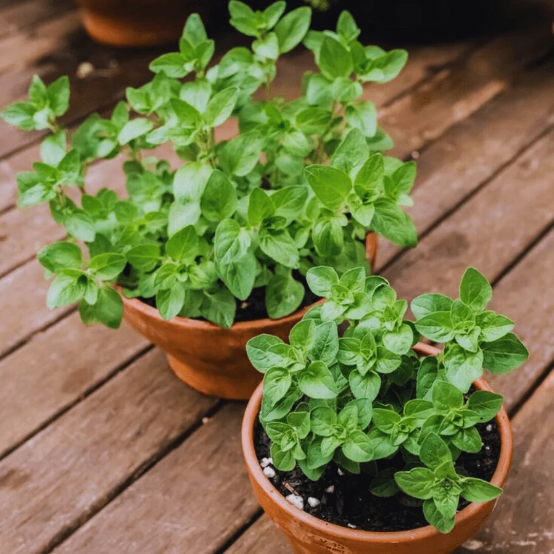 Garden Seeds