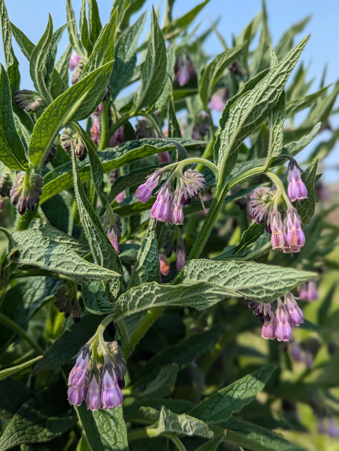 Comfrey Flower Seeds