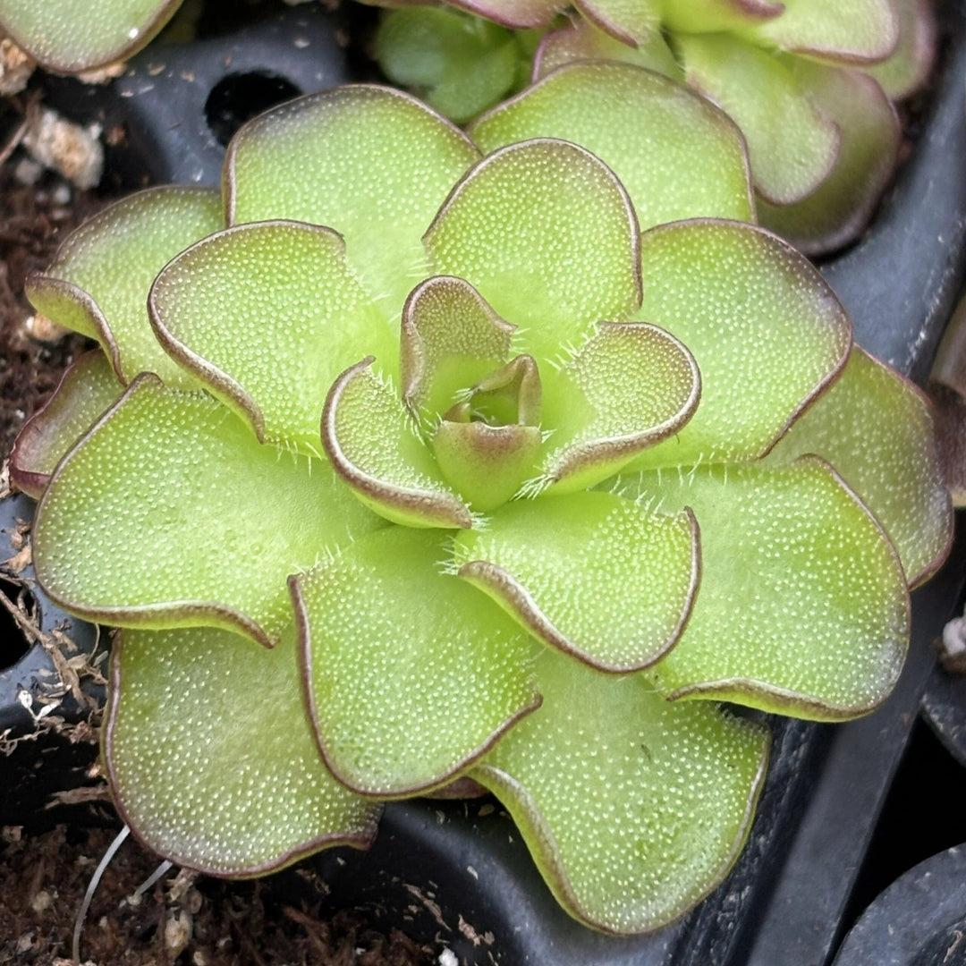 Butterwort Seeds 