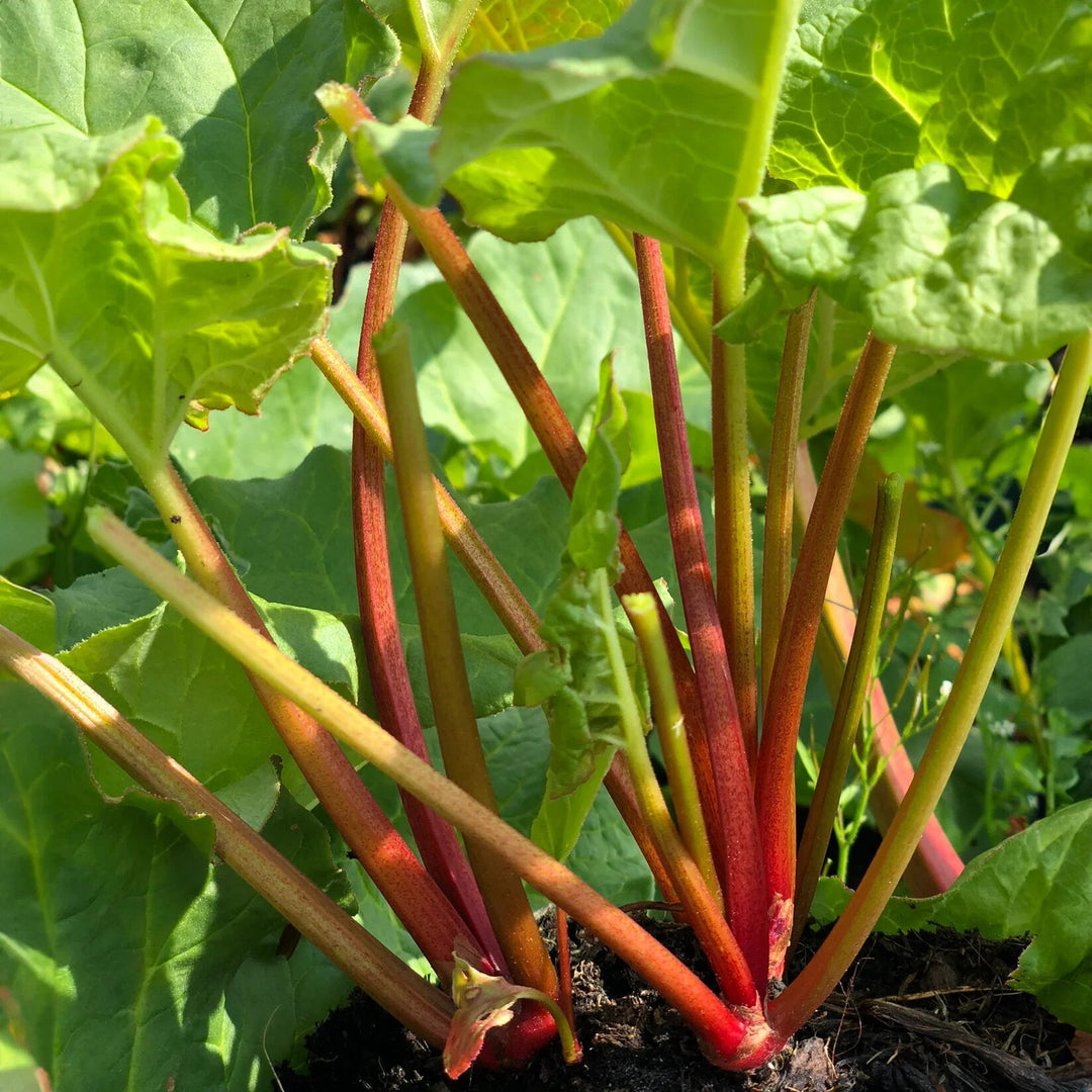 Rhubarbo Plant Seeds