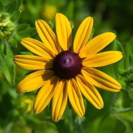Black-Eyed Susan Seeds