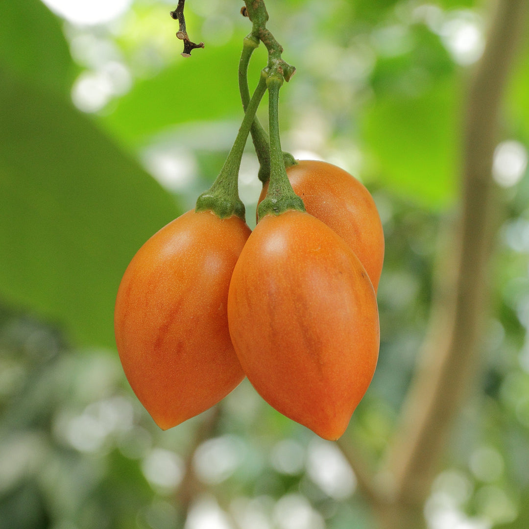 Tamarillo Seeds
