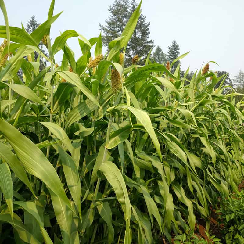 sorghum Seeds