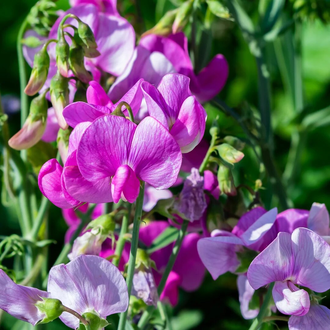 Garden Seeds
