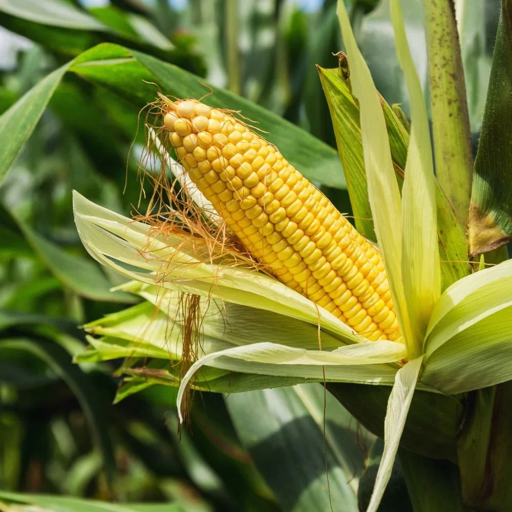 Corn Seeds