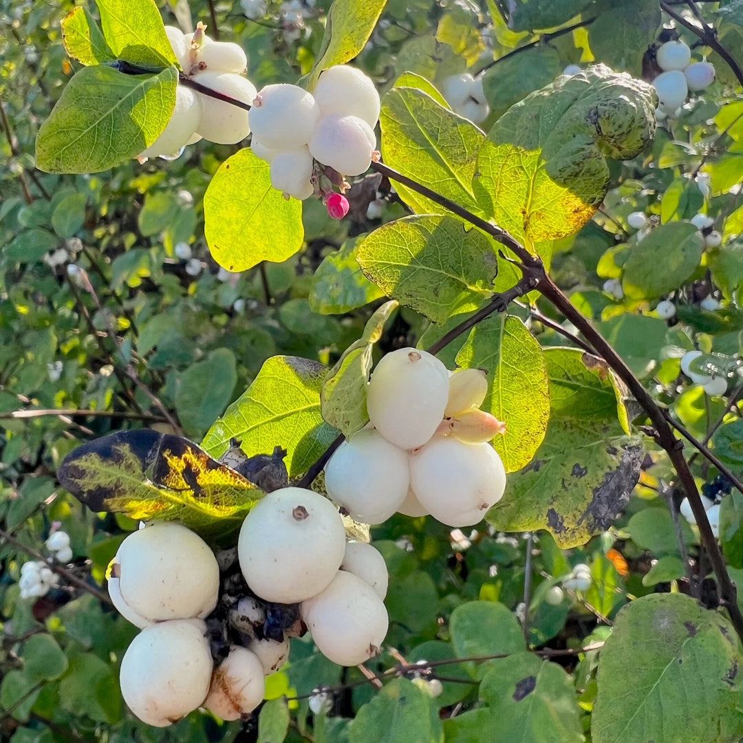 snowberry fruit seeds